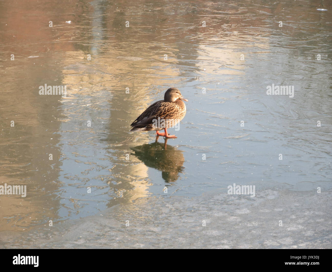 20170123Anas platyrhynchos4 Foto Stock