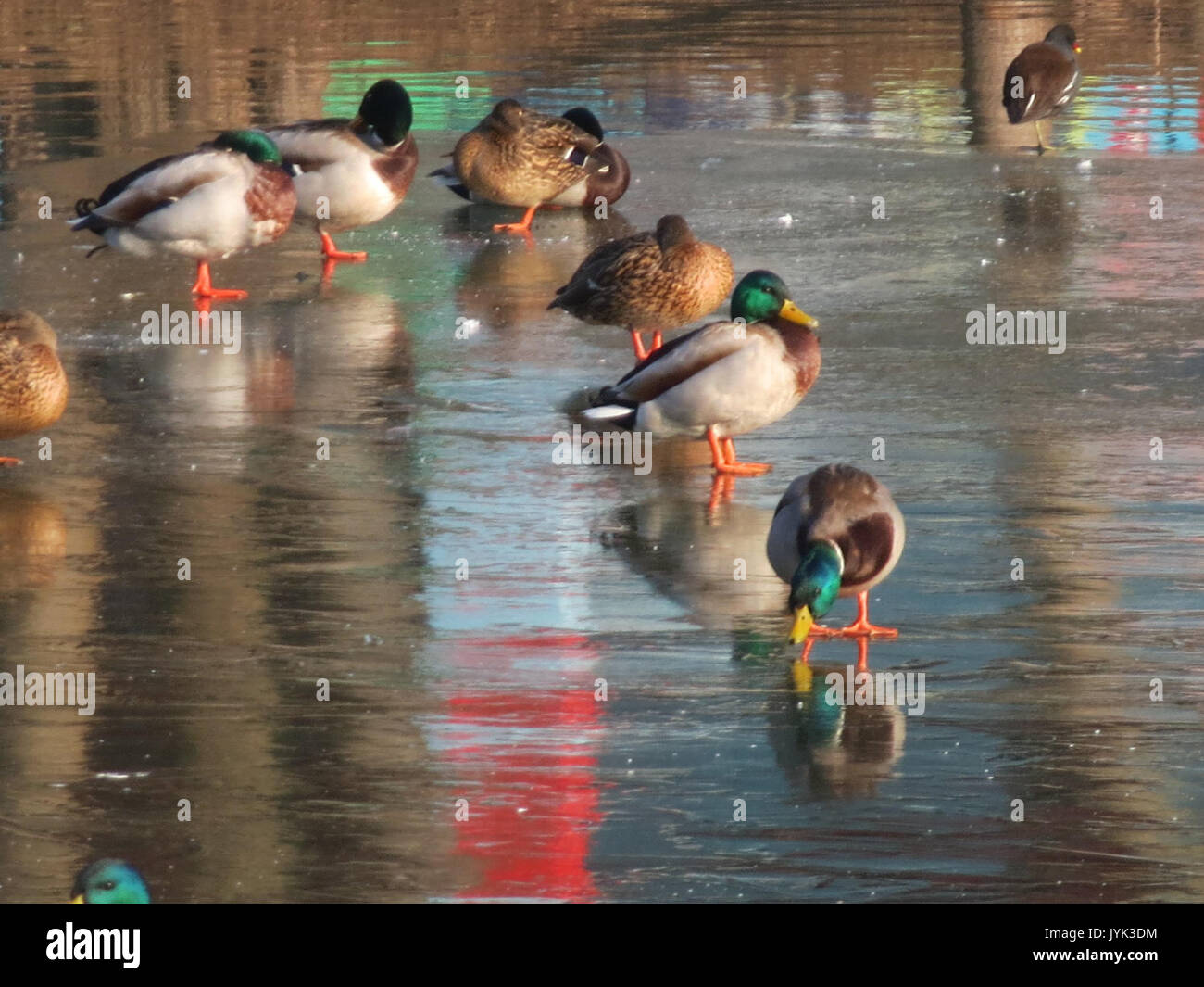 20170123Anas platyrhynchos7 Foto Stock