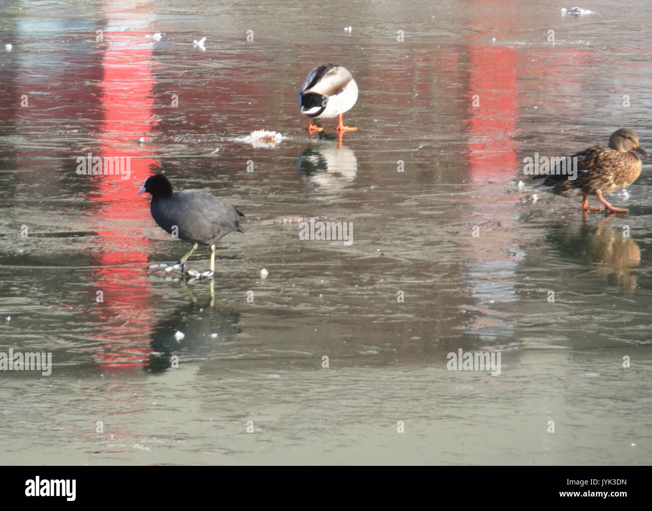 20170123Anas platyrhynchos6 Foto Stock