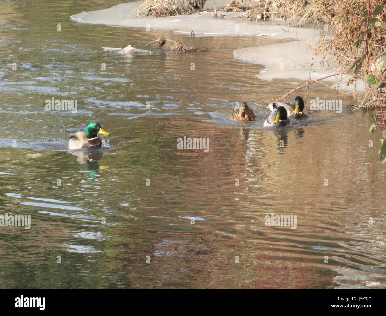 20170127Anas platyrhynchos1 Foto Stock