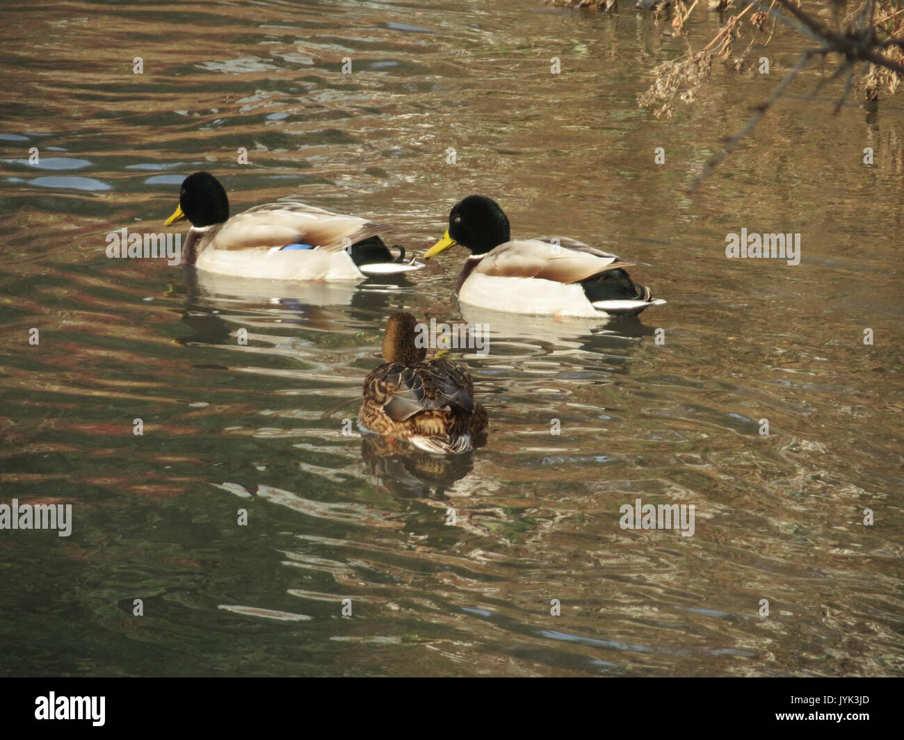20170127Anas platyrhynchos2 Foto Stock