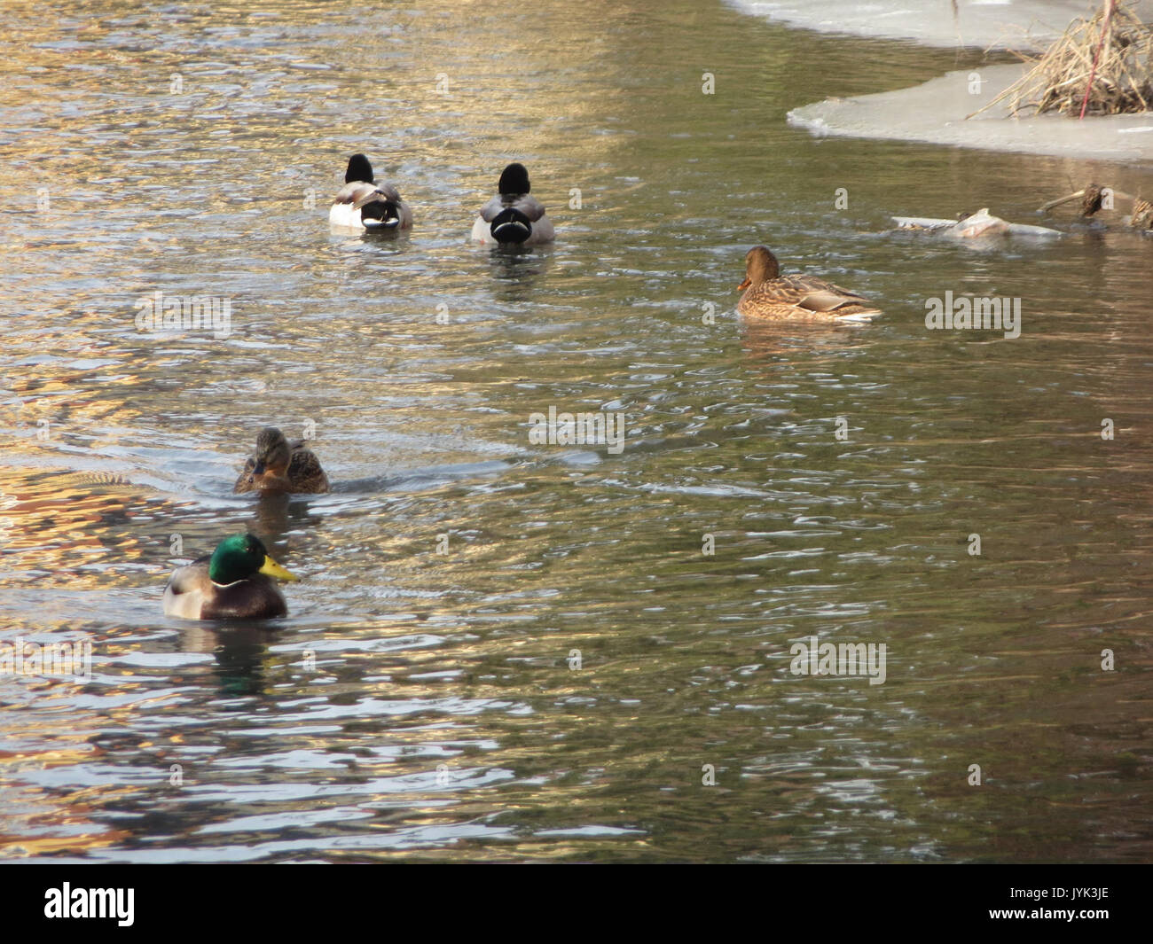 20170127Anas platyrhynchos3 Foto Stock