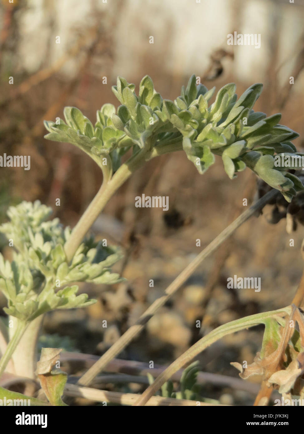 20170127Artemisia absinthium3 Foto Stock