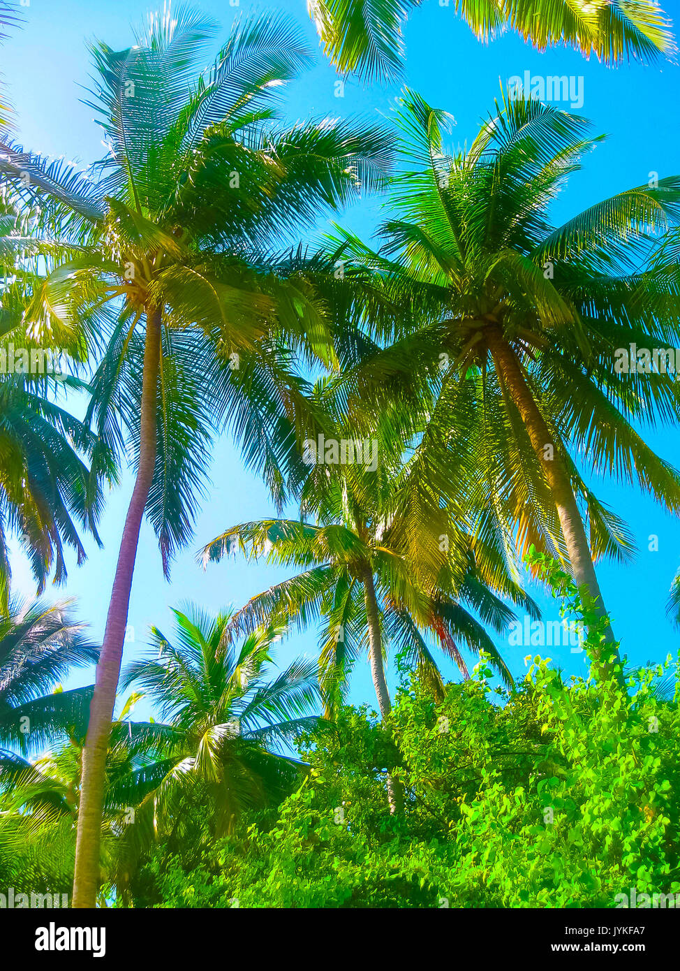 Villaggio Embudu Island, Maledives, Oceano Indiano Foto Stock