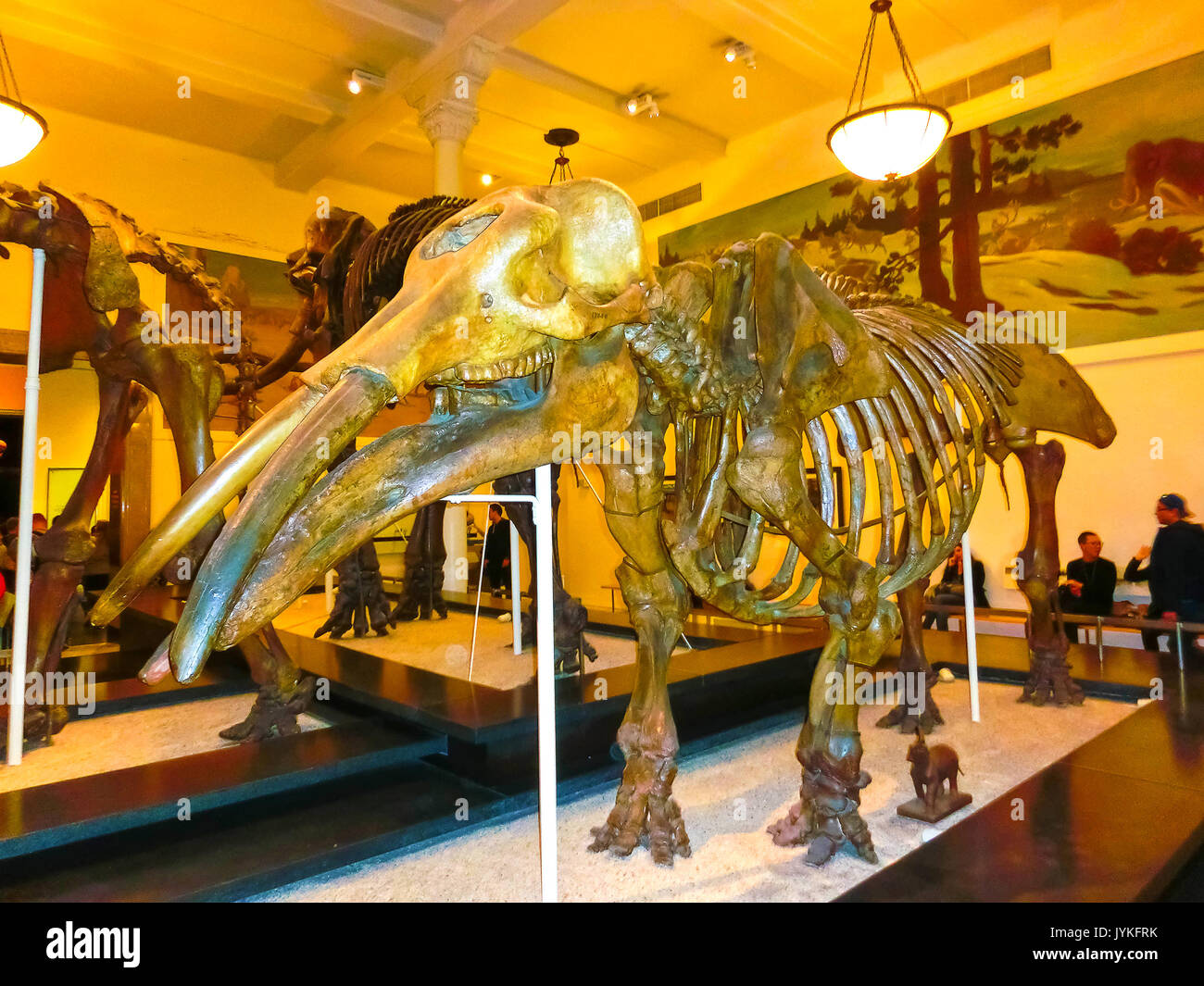 La città di New York, Stati Uniti d'America - 01 May 2016: Dinossaur modello di fossili al Museo Americano di Storia Naturale Foto Stock