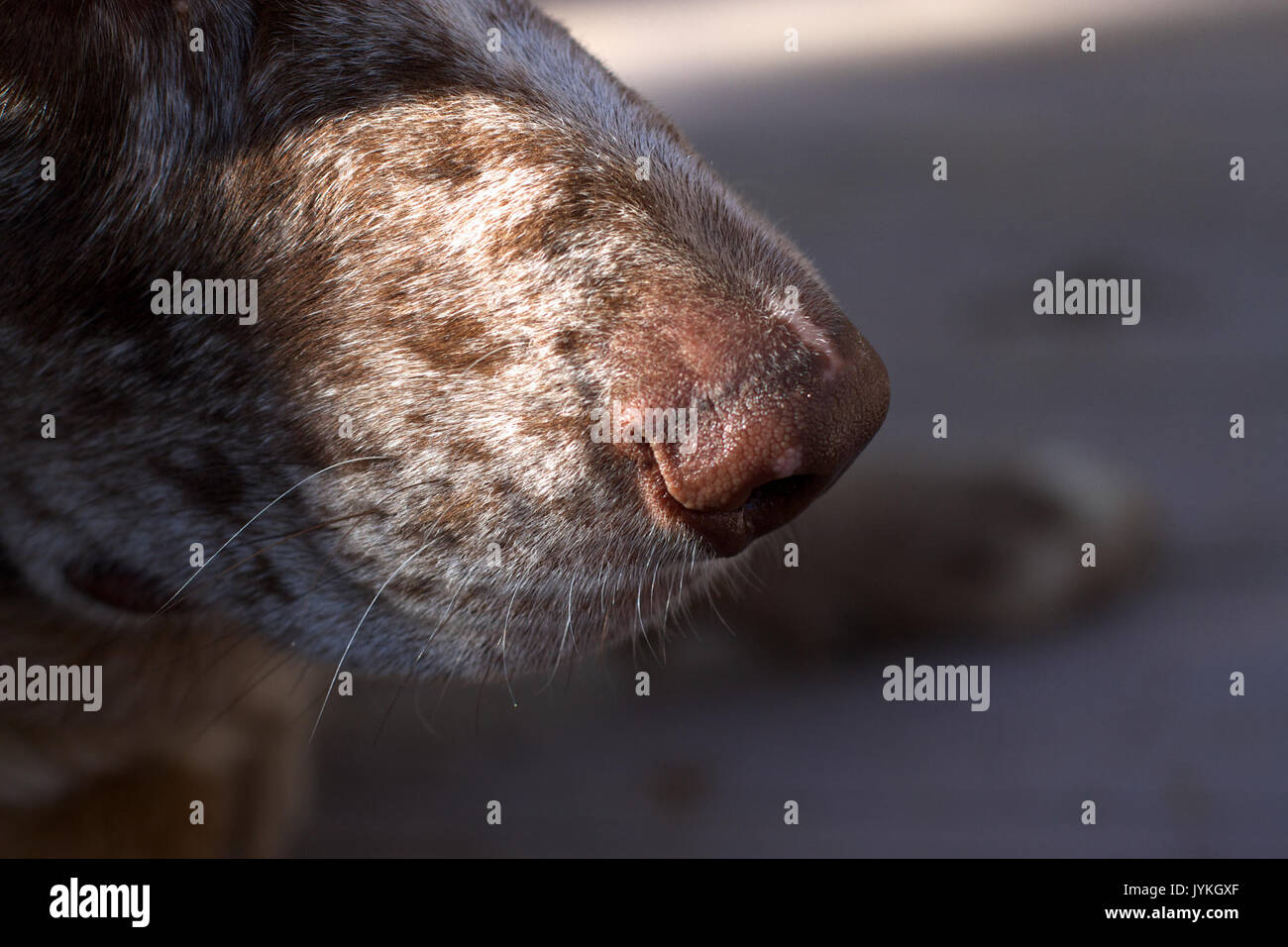 2017 365 40 input sensoriale (32813321175) Foto Stock