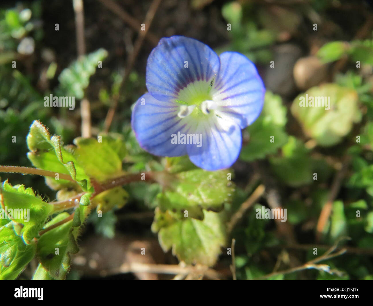 20170302Veronica persica2 Foto Stock