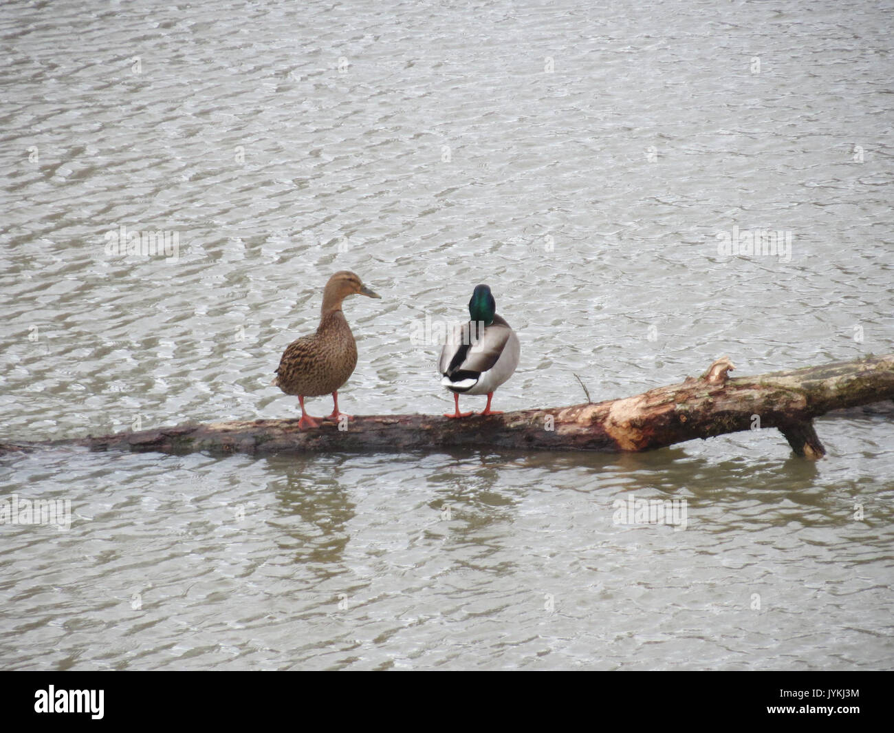 20170305Anas platyrhynchos2 Foto Stock