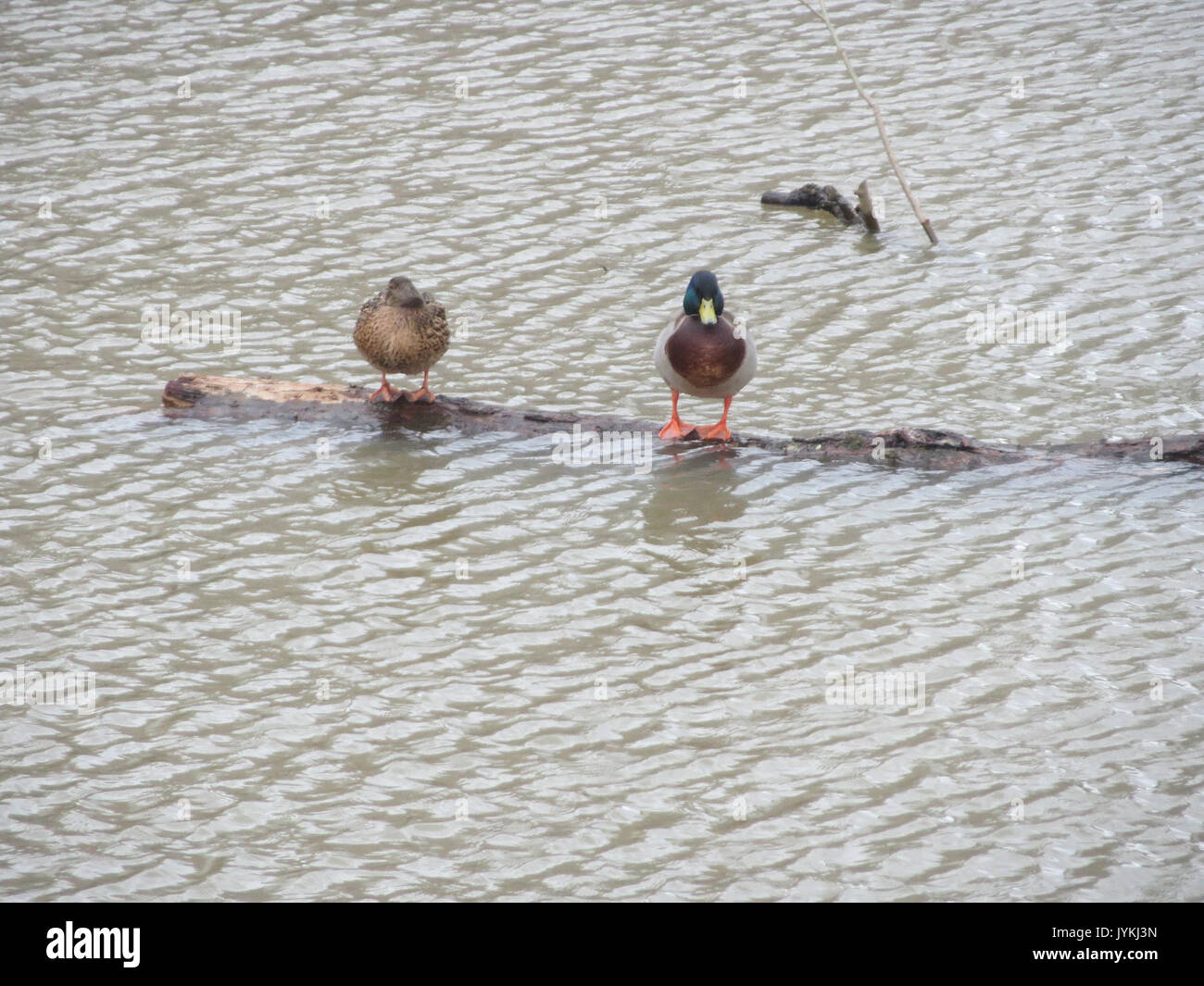20170305Anas platyrhynchos1 Foto Stock