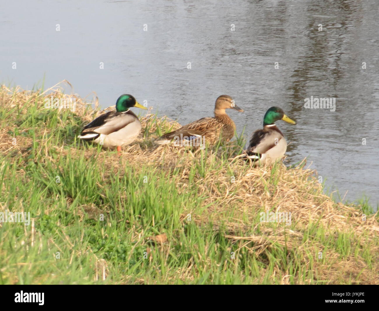 20170314Anas platyrhynchos1 Foto Stock