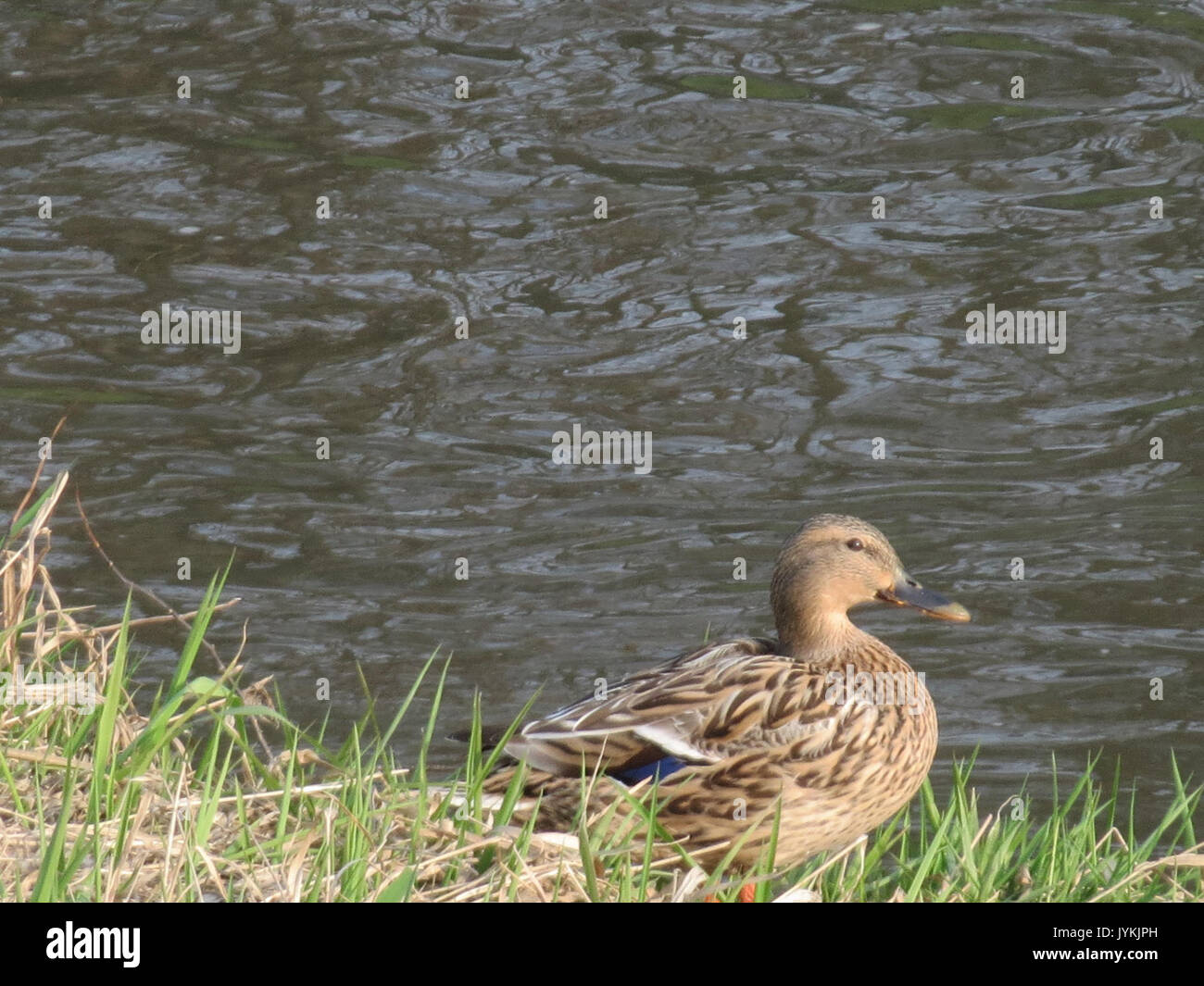 29170314Anas platyrhynchos2 Foto Stock