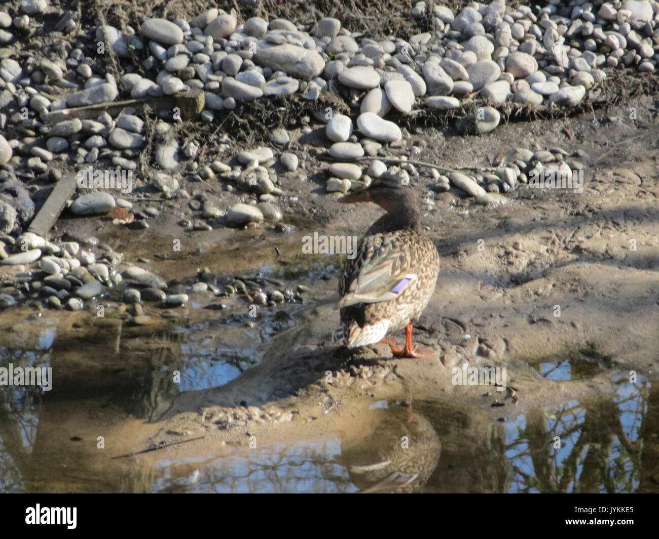 20170326Anas platyrhynchos1 Foto Stock