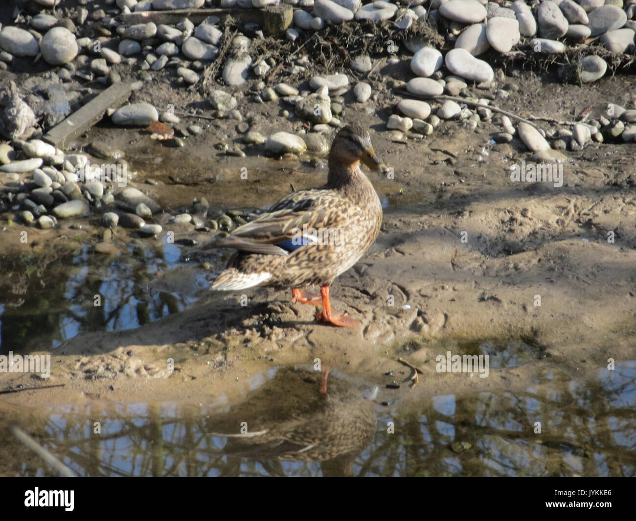20170326Anas platyrhynchos2 Foto Stock