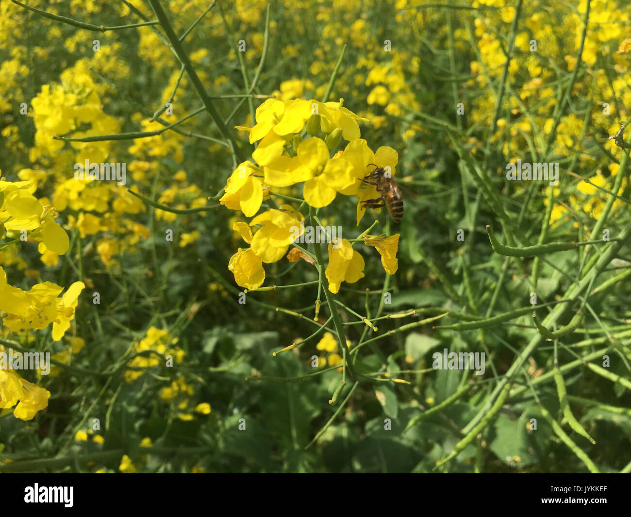 Un pezzo di giallo dei fiori di colza nella ex città Xieleqiao (ora Huitang Città) della contea di Ningxiang Hunan, picture5 Foto Stock