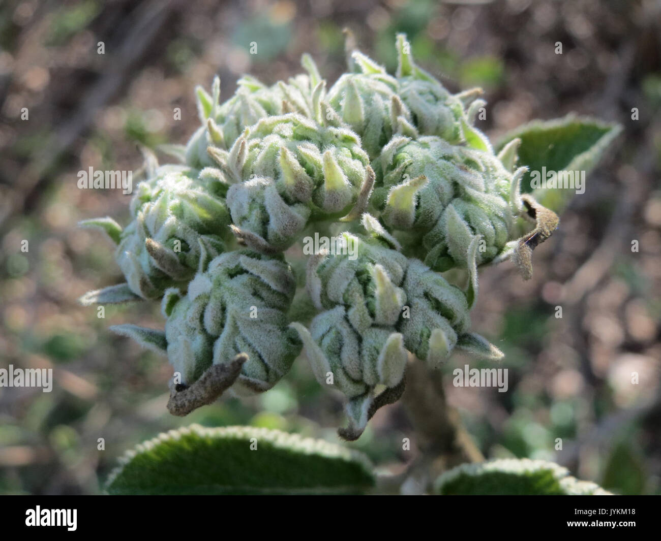 Una fotografia botanica di Viburnum lantana, comunemente noto come albero di passaggio, con le sue foglie e i suoi fiori distintivi. La pianta è ampiamente diffusa in Europa e in Asia. Foto Stock