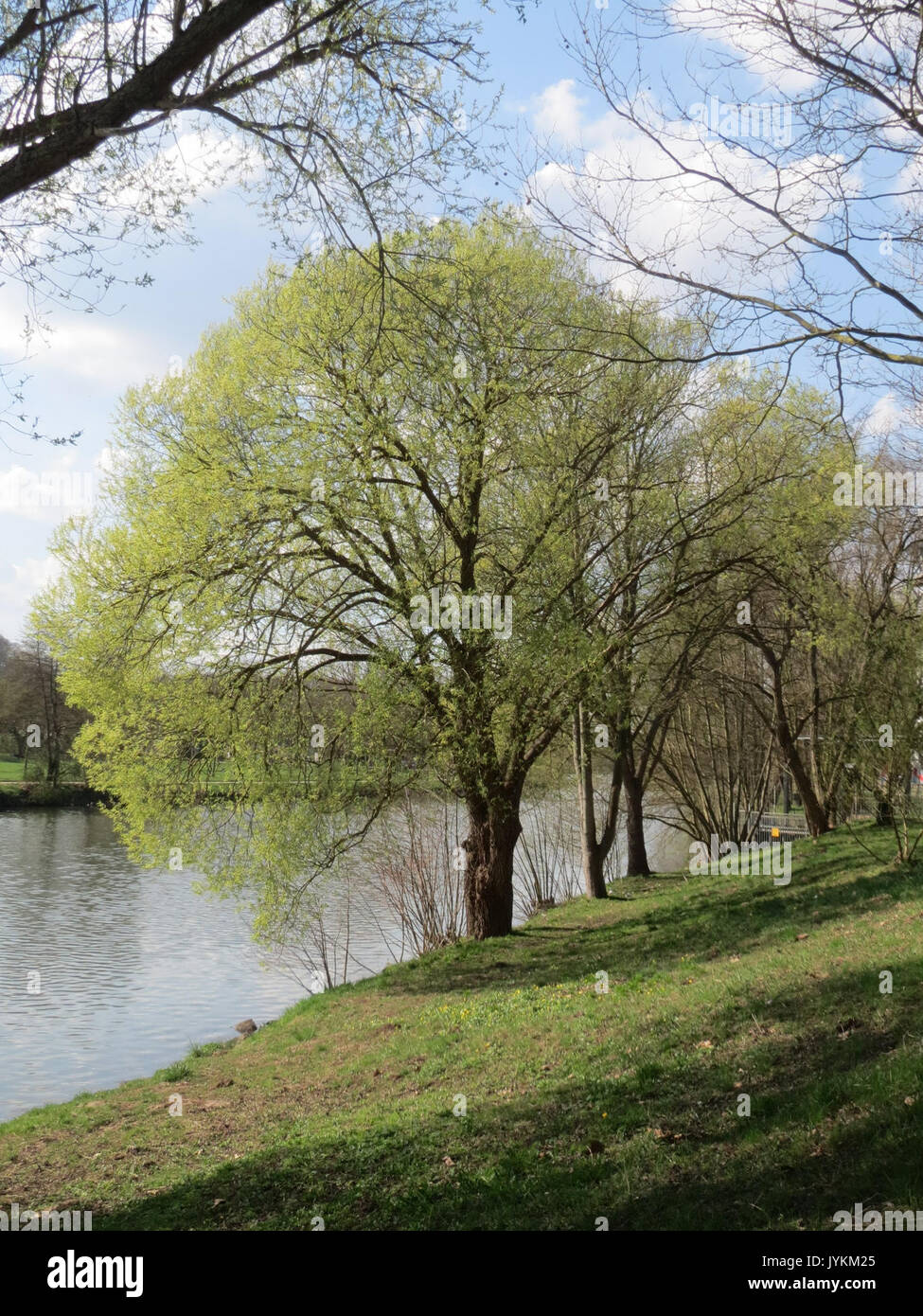 20170328Salix alba1 Foto Stock