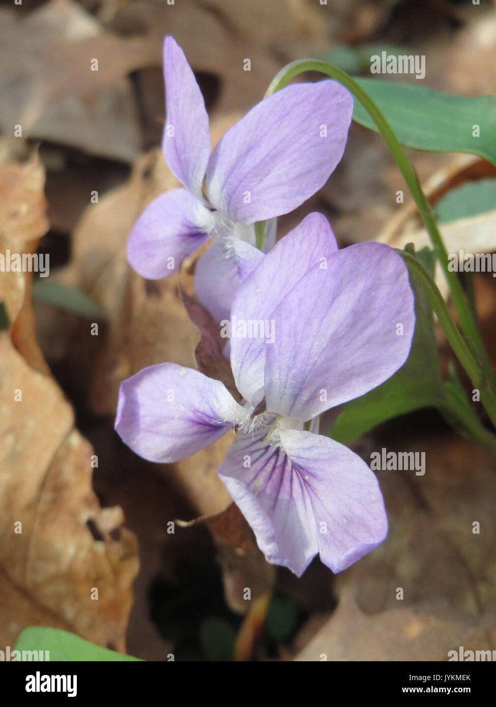 20170402Viola reichenbachiana3 Foto Stock