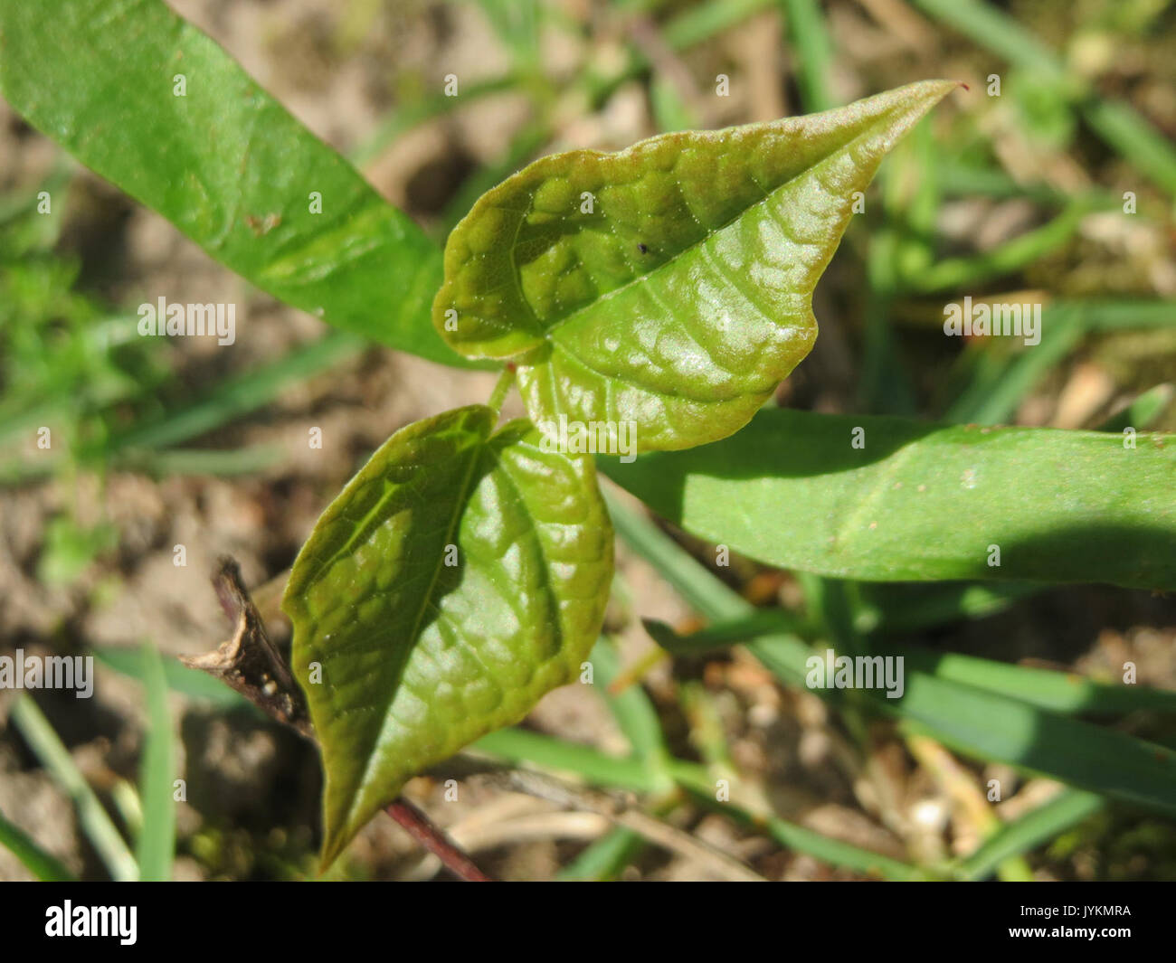 20170404Acer platanoides3 Foto Stock