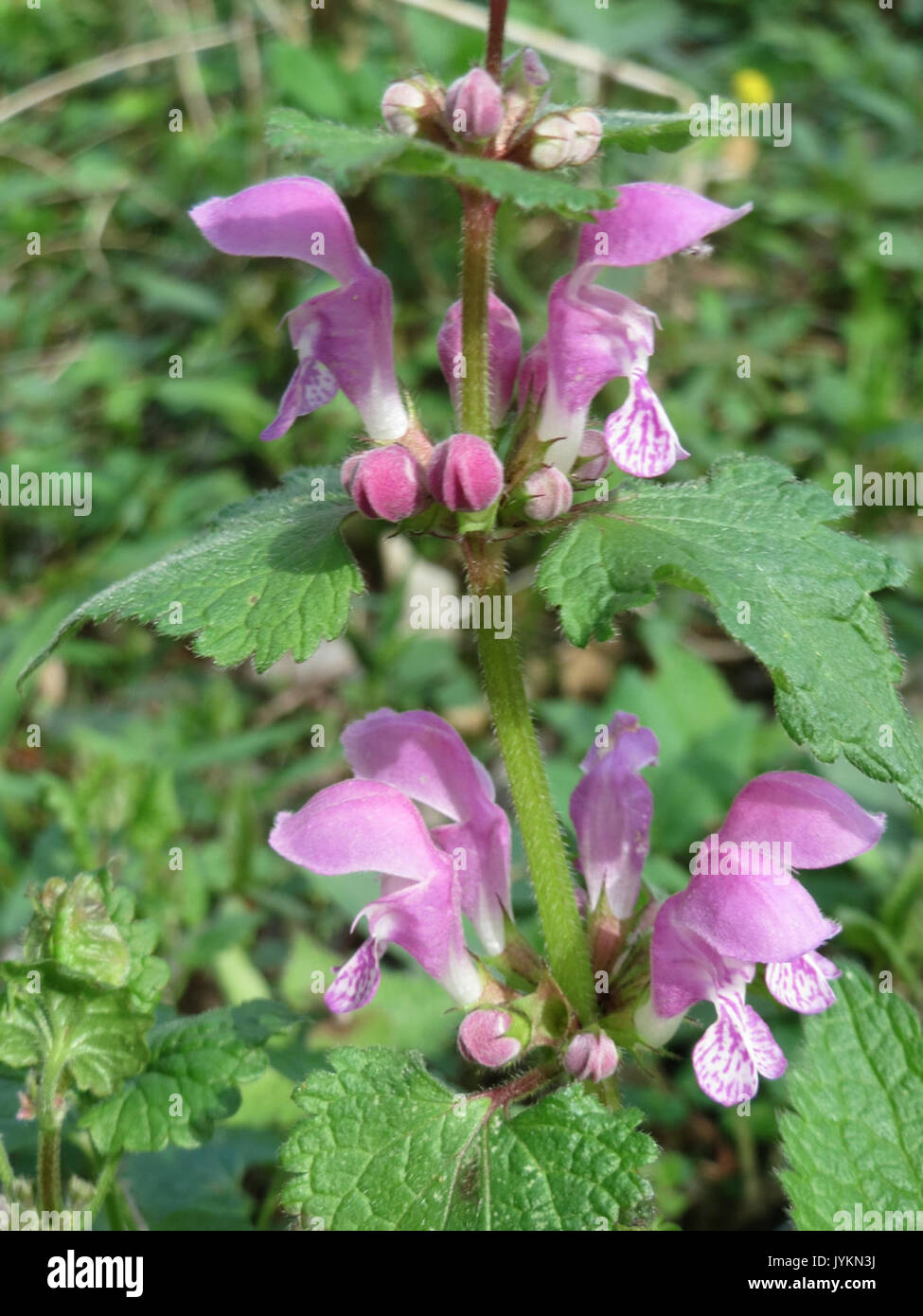 20170407Lamium maculatum Foto Stock