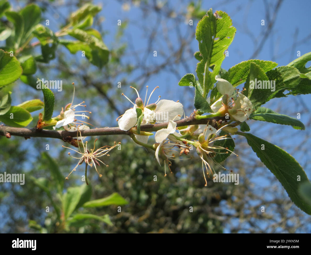 20170408Prunus cerasifera1 Foto Stock