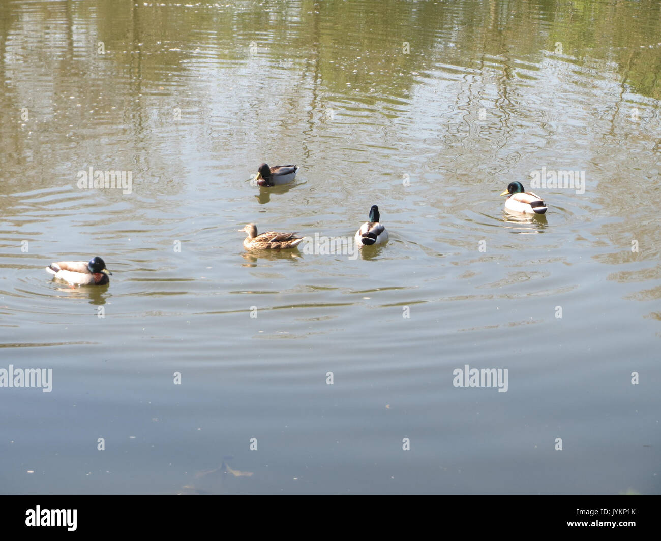 20170421Anas platyrhynchos1 Foto Stock