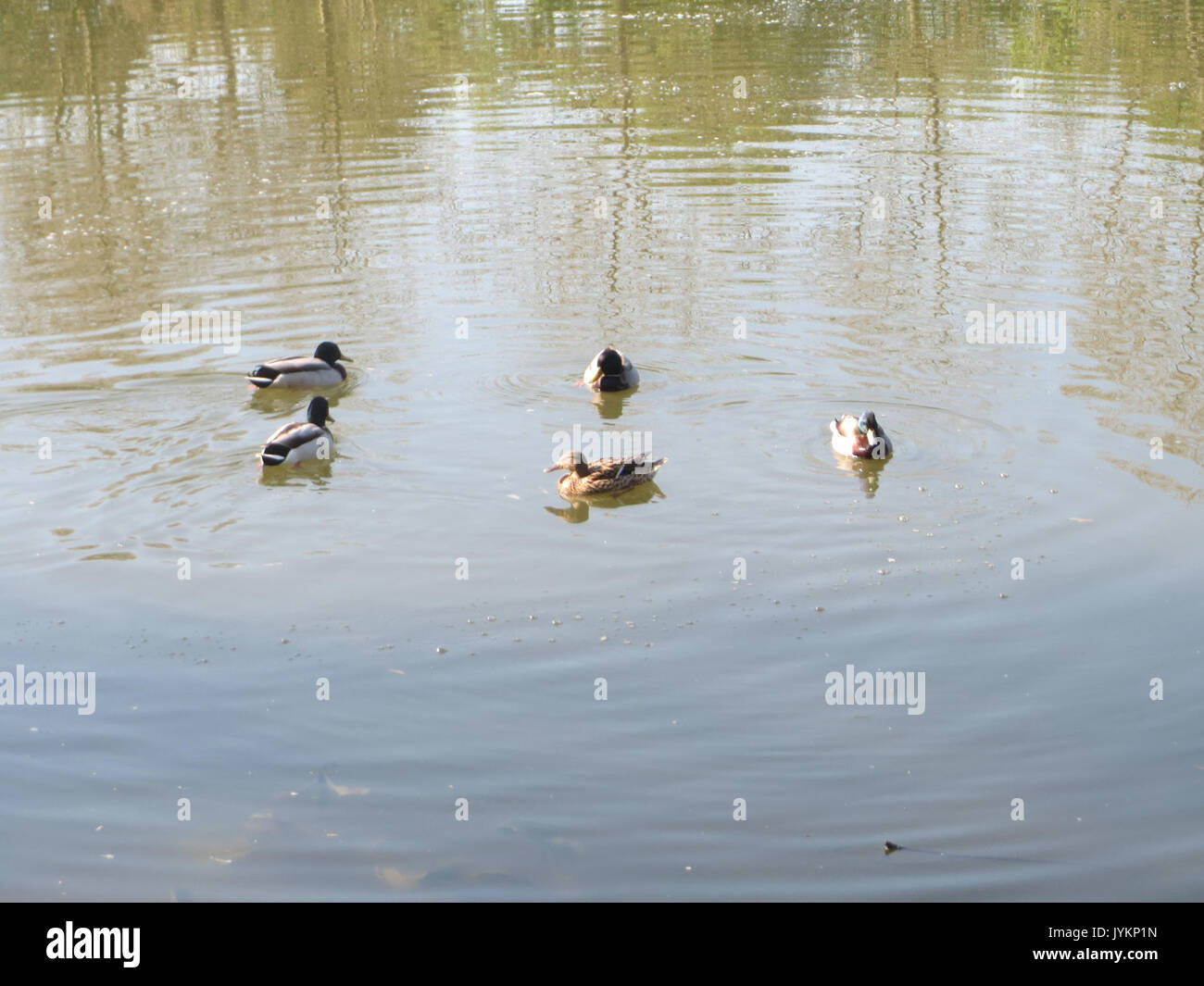 20170421Anas platyrhynchos2 Foto Stock