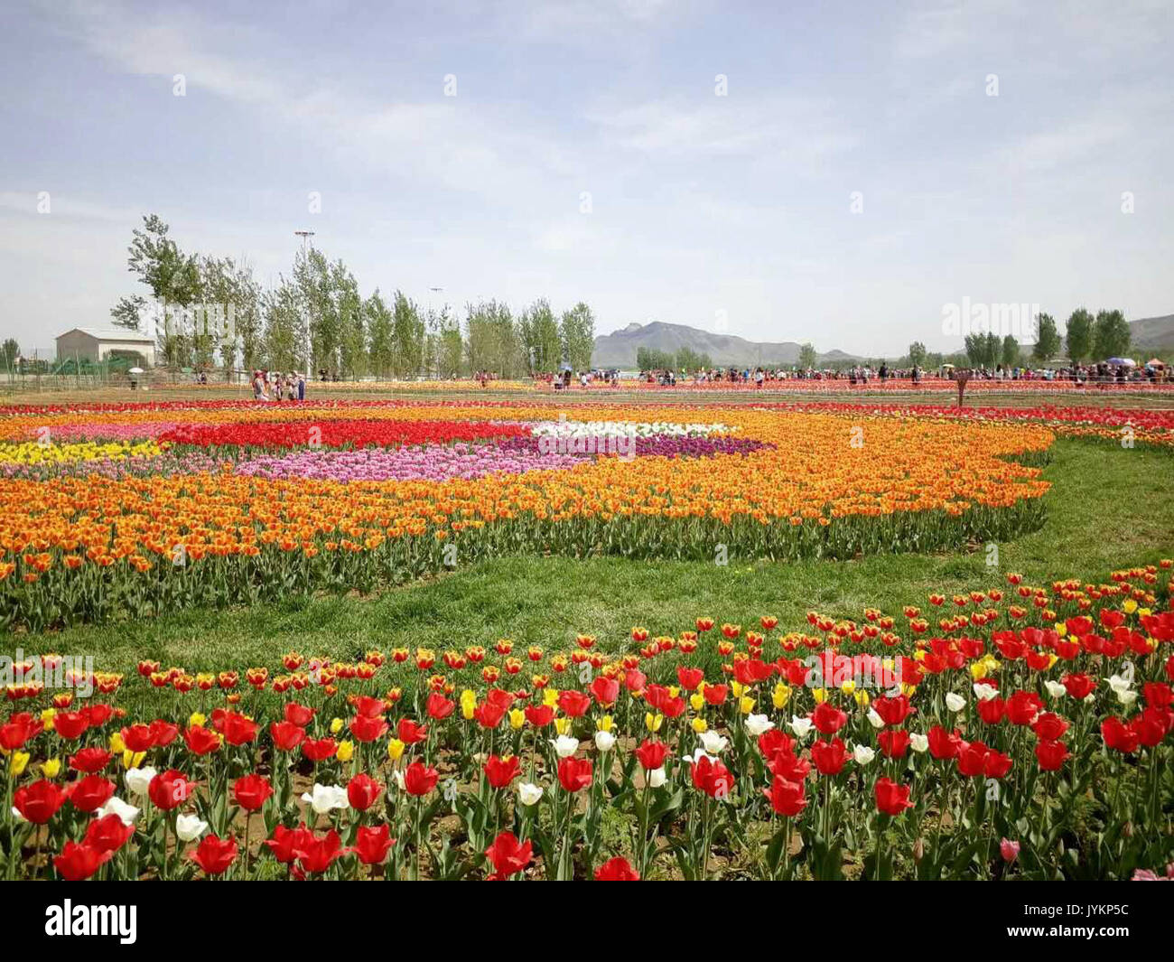 Una vivace mostra di fiori alla base del Monte Langya a Hebei, che mostra la bellezza naturale della regione e la fioritura stagionale in un ambiente pittoresco. Foto Stock