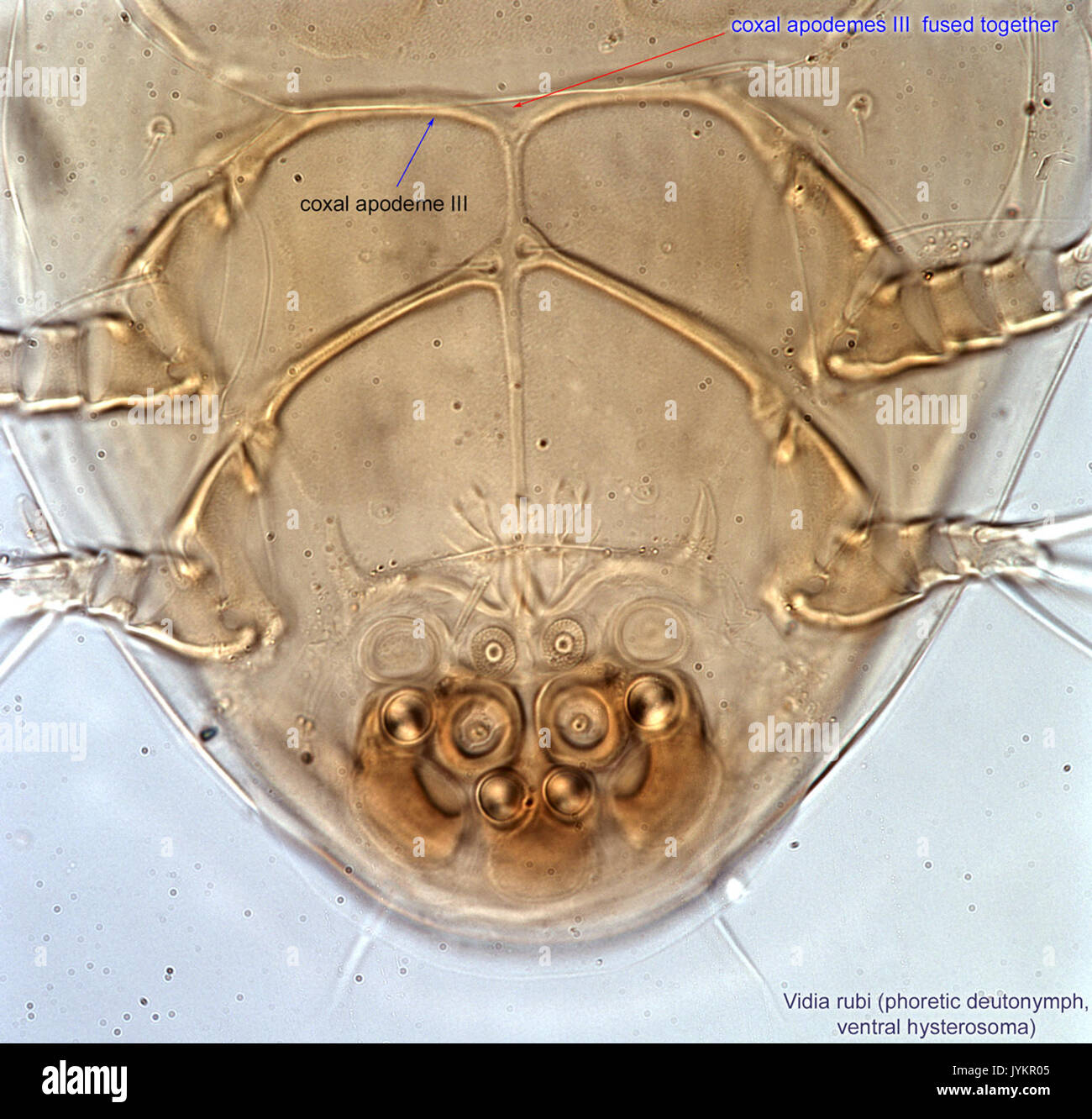 Questa illustrazione scientifica raffigura *Vidia rubi*, una specie di vespa parassita. L'attenzione è concentrata sul suo organo attaccante, che è cruciale per il suo processo riproduttivo. L'immagine fa parte di un documento di ricerca sull'entomologia. Foto Stock