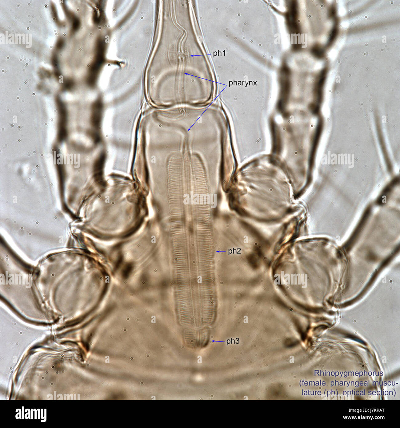 3 Rhinopygmephorus muscolatura faringea BF100 BMOC 96 0916 082 Foto Stock