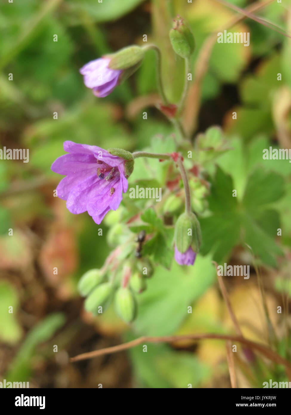 20170502Geranium pyrenaicum4 Foto Stock