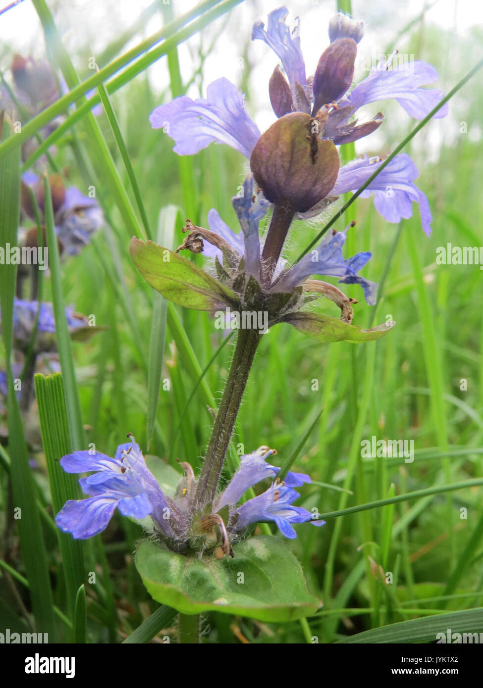 20170520Ajuga reptans3 Foto Stock
