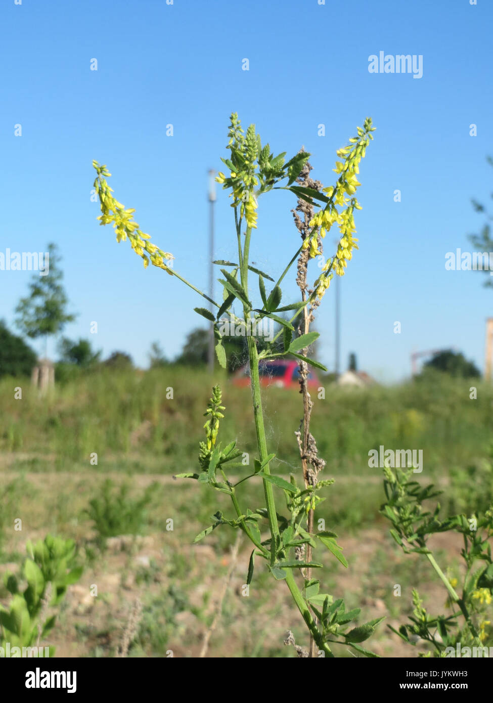 20170527Melilotus officinalis3 Foto Stock
