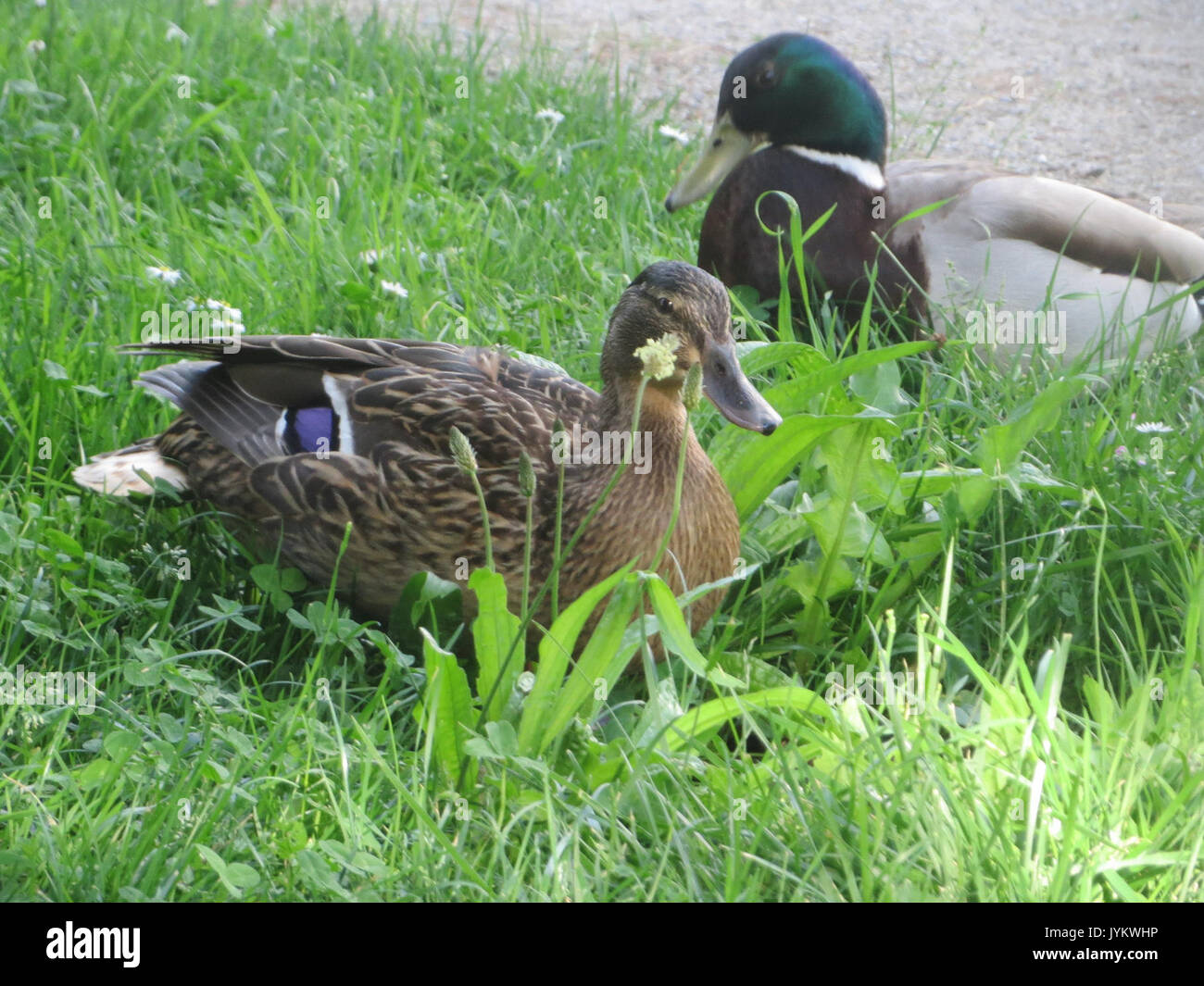 20170528Anas platyrhynchos2 Foto Stock