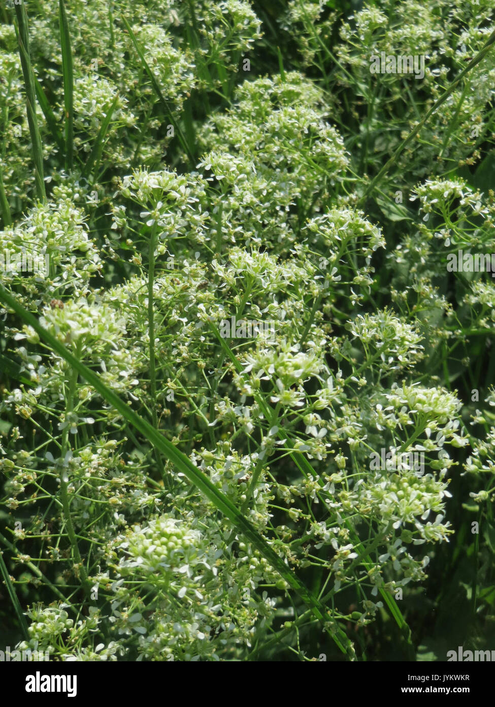 20170529Lepidium draba3 Foto Stock