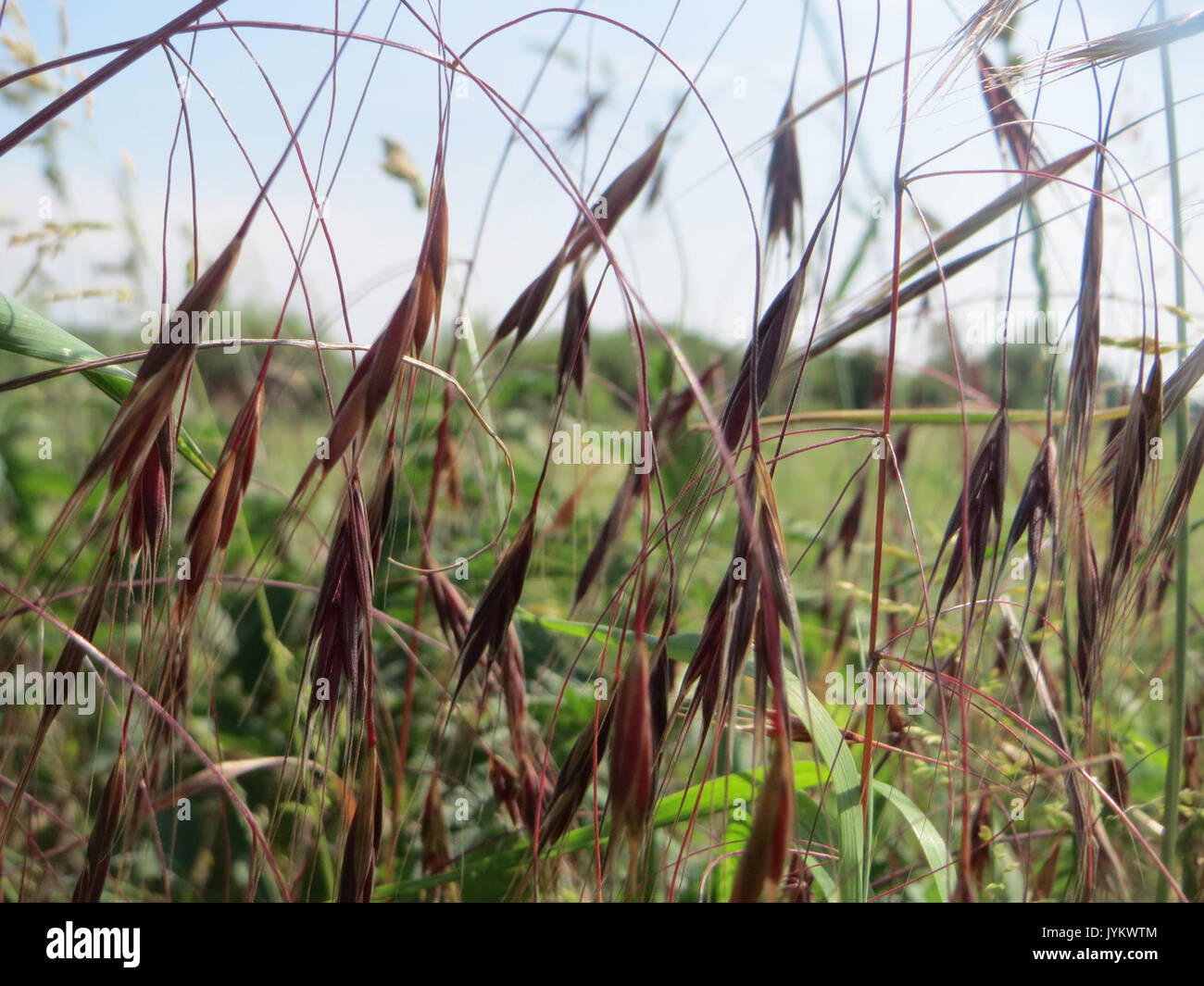 20170531Bromus sterilis5 Foto Stock