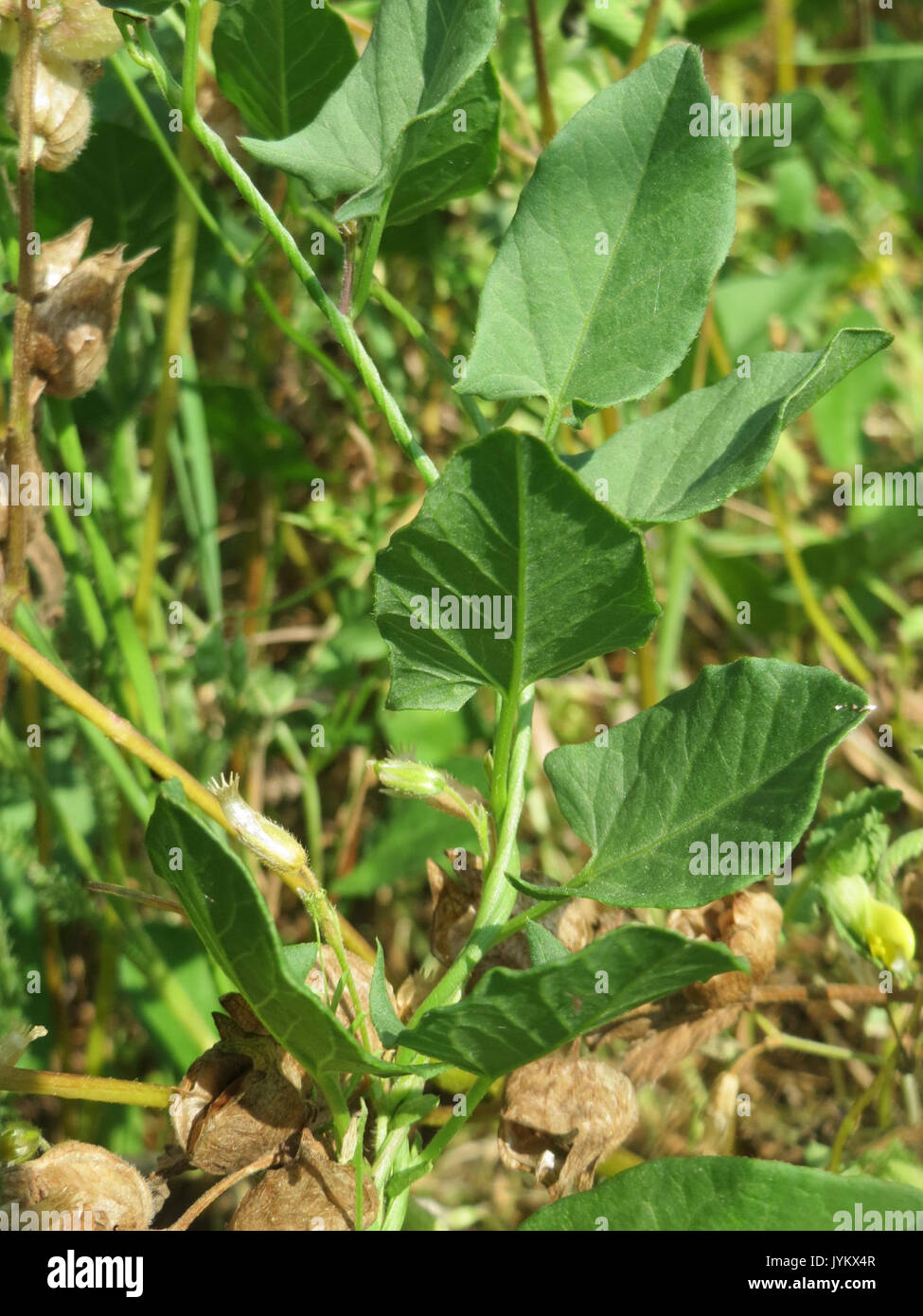 20170602Convolvulus arvense8 Foto Stock