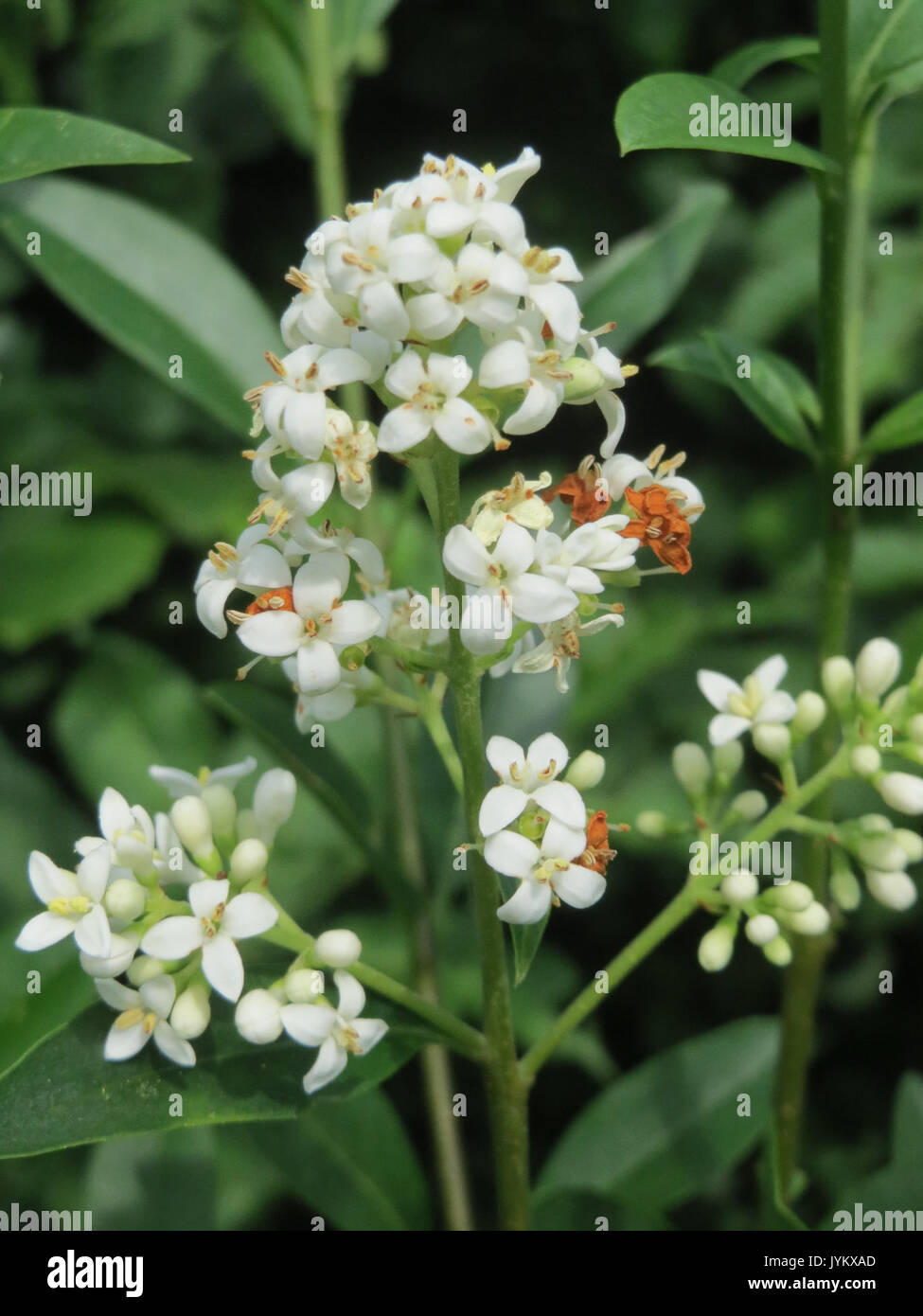20170605Ligustrum vulgare4 Foto Stock