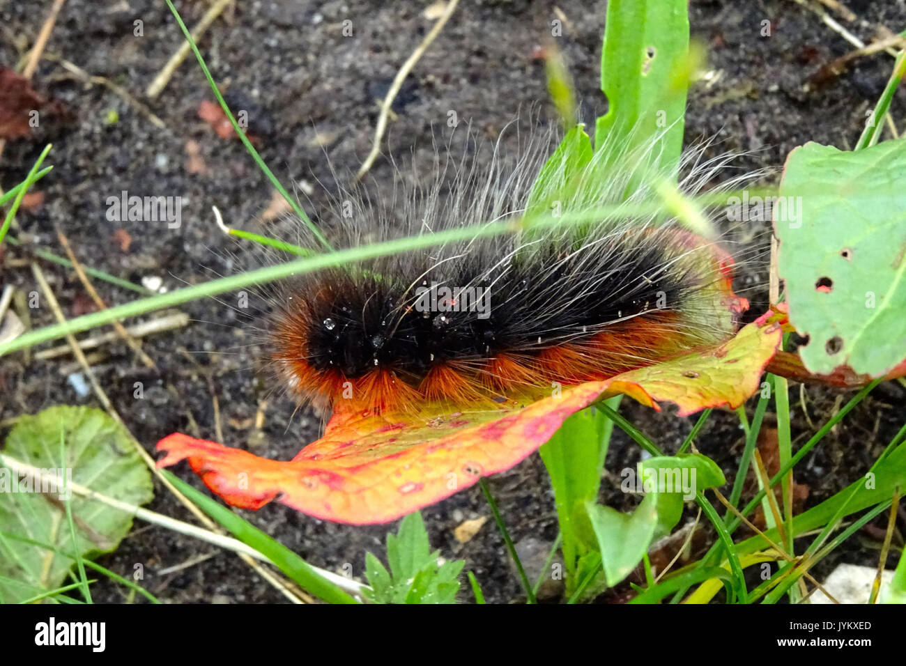 20170608 rups grote birra1 Foto Stock