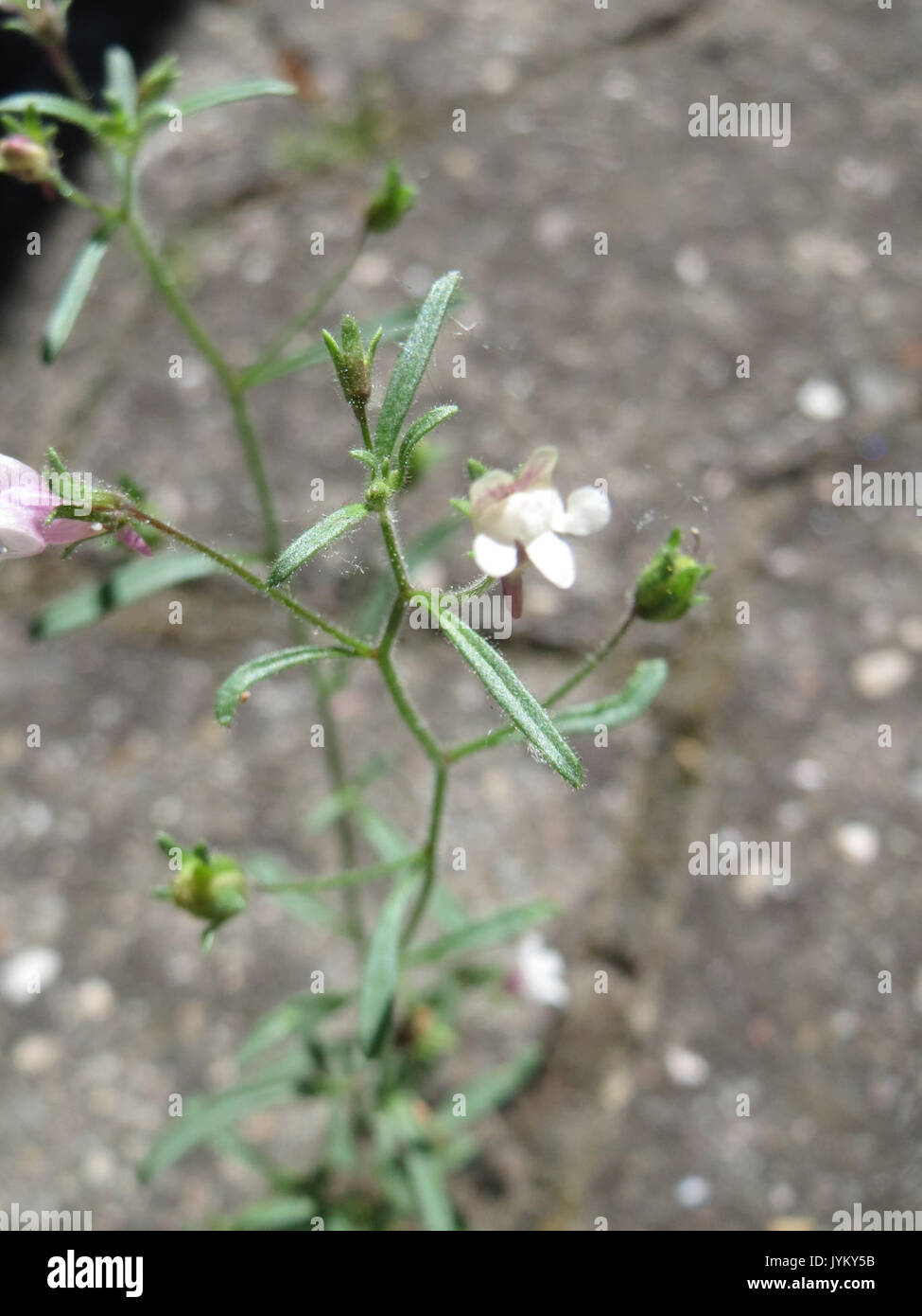 20170619Chaenorhinum minus4 Foto Stock