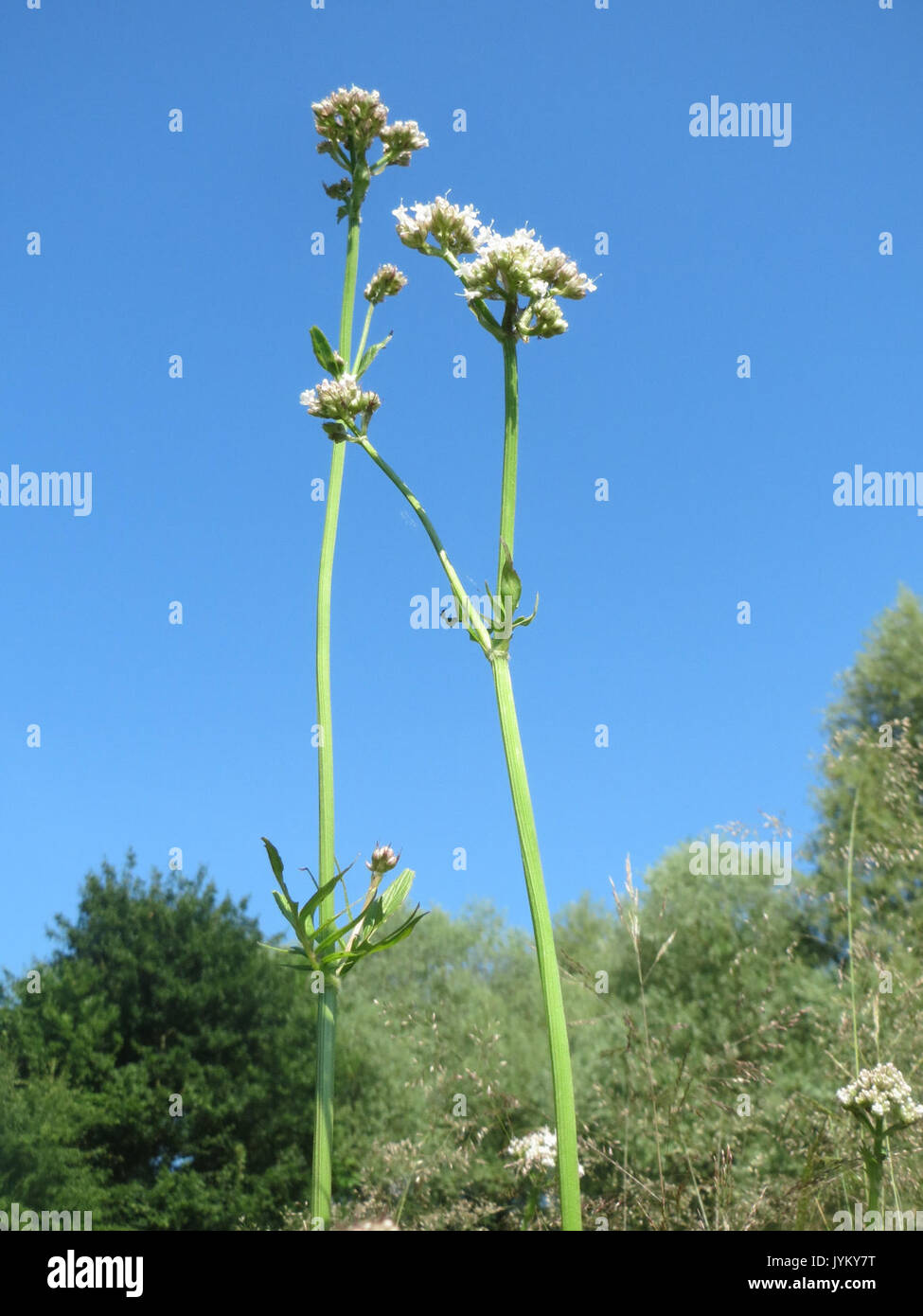 20170620Valeriana officinalis3 Foto Stock