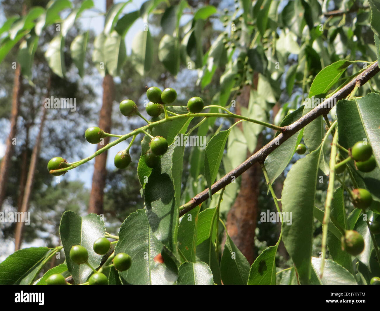 20170623Prunus serotina1 Foto Stock