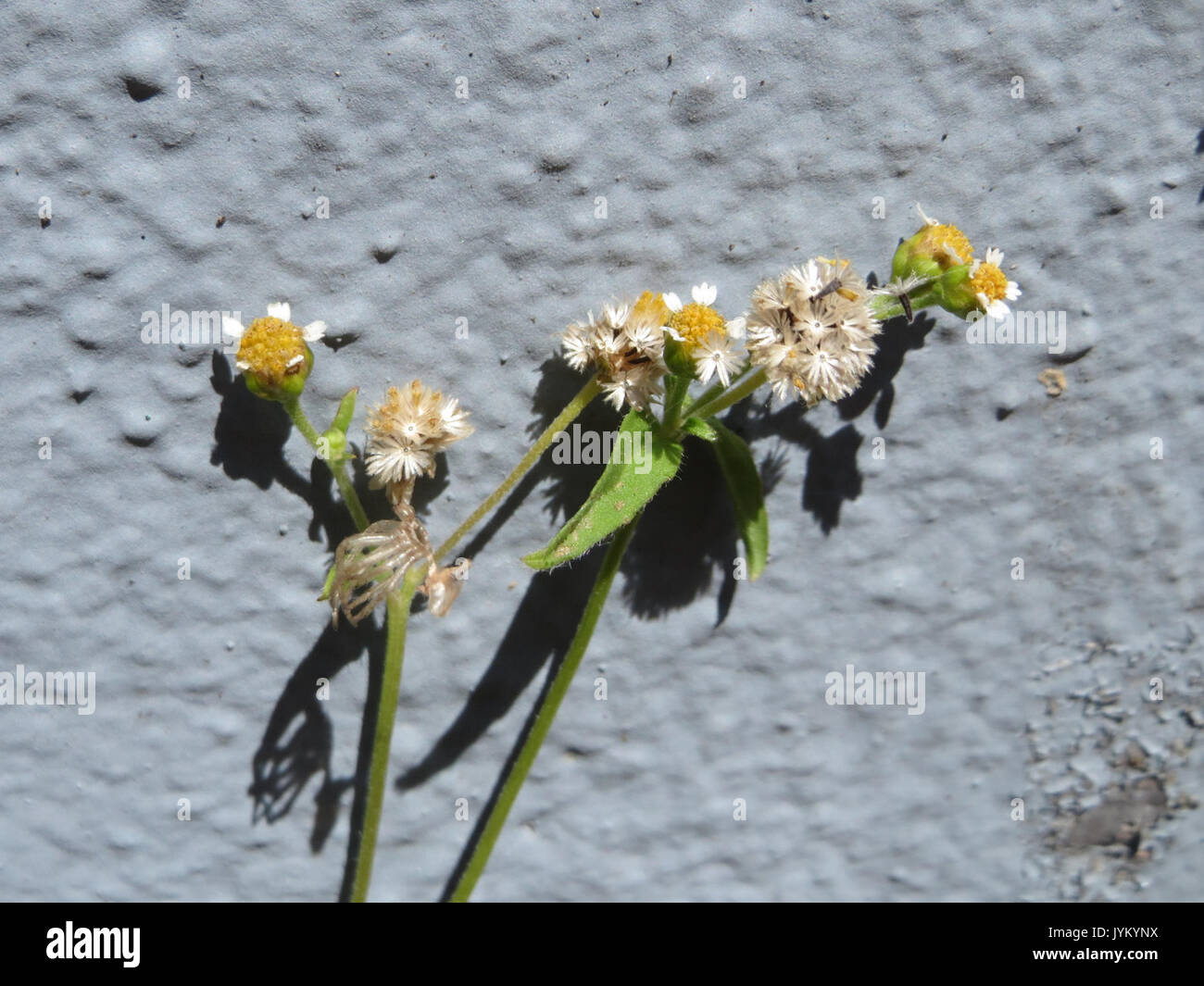 20170624Galinsoga parviflora2 Foto Stock