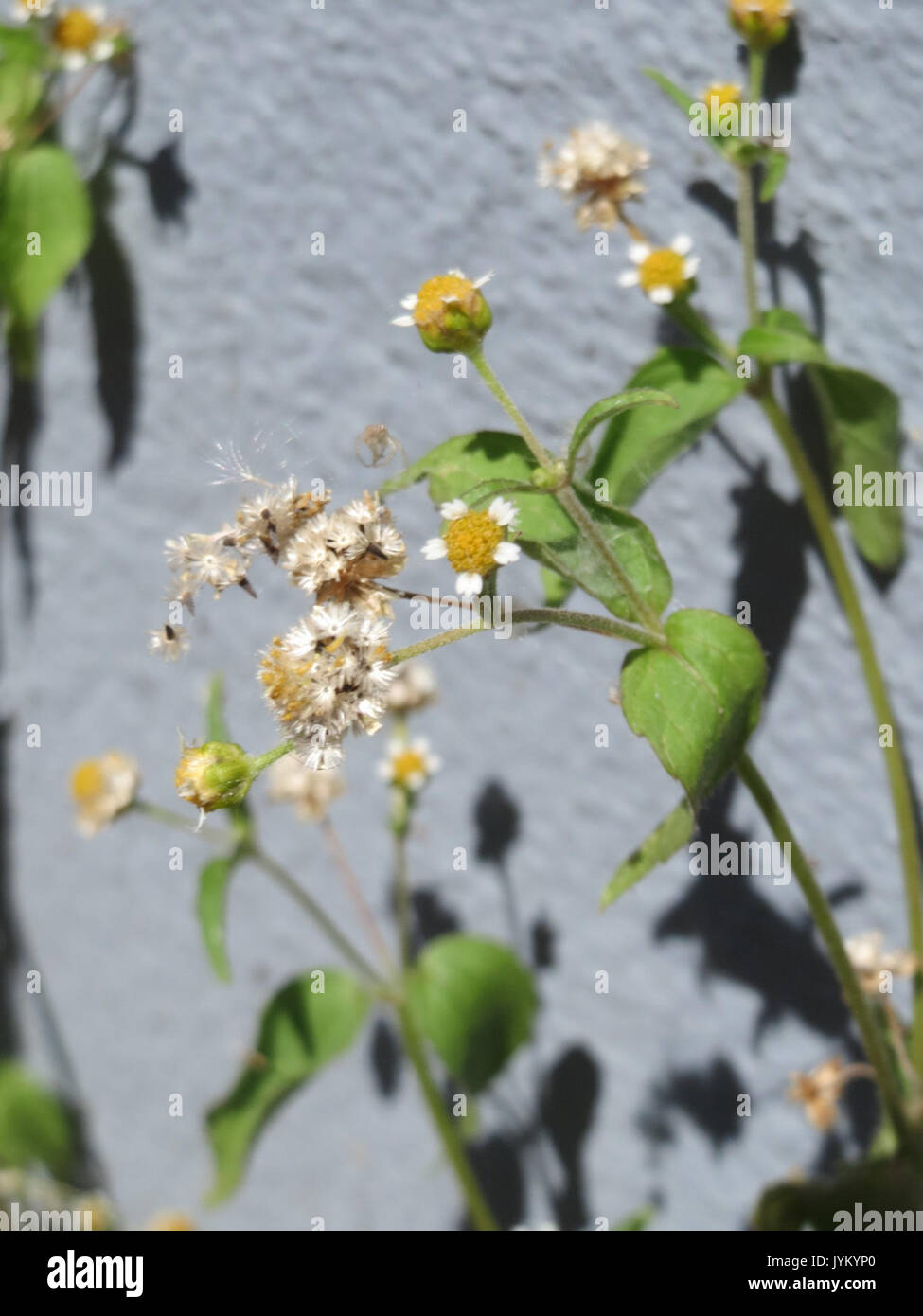 20170624Galinsoga parviflora3 Foto Stock