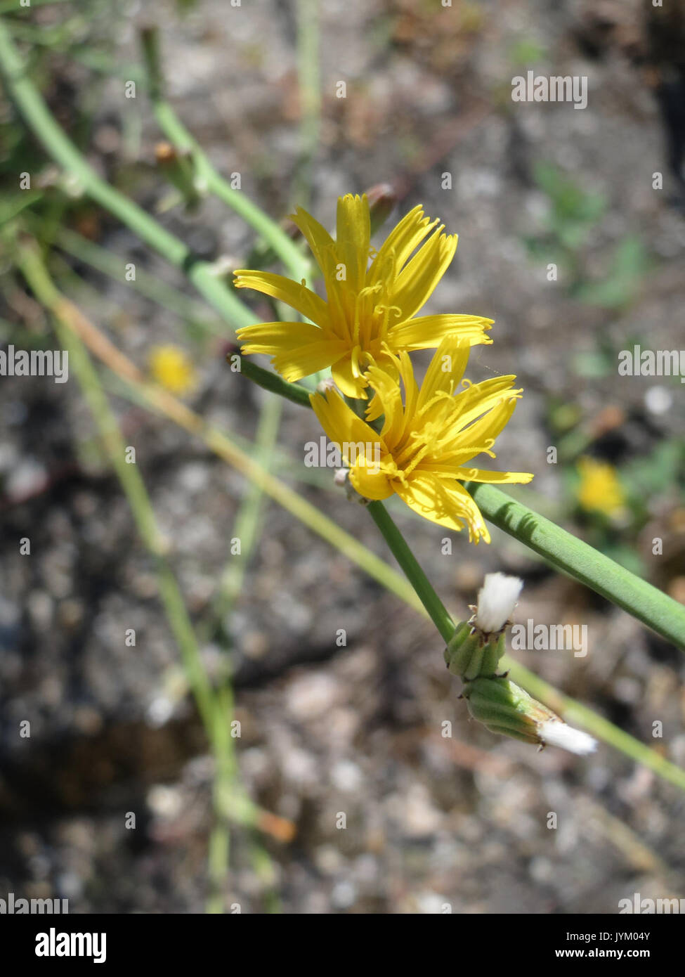 20170706Chondrilla juncea1 Foto Stock