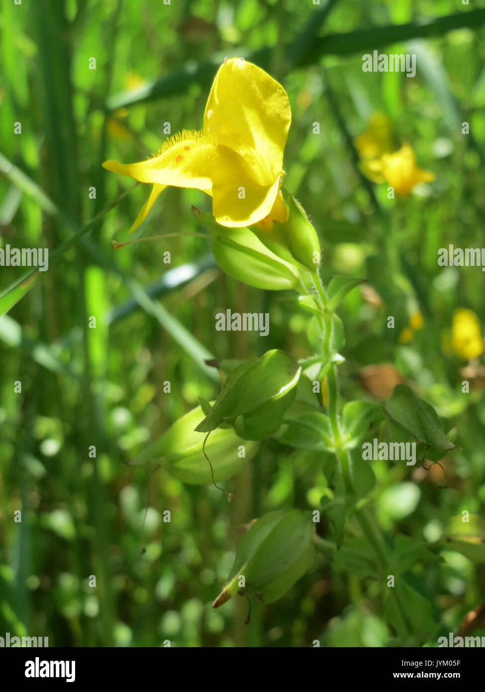 20170706Mimulus guttatus3 Foto Stock