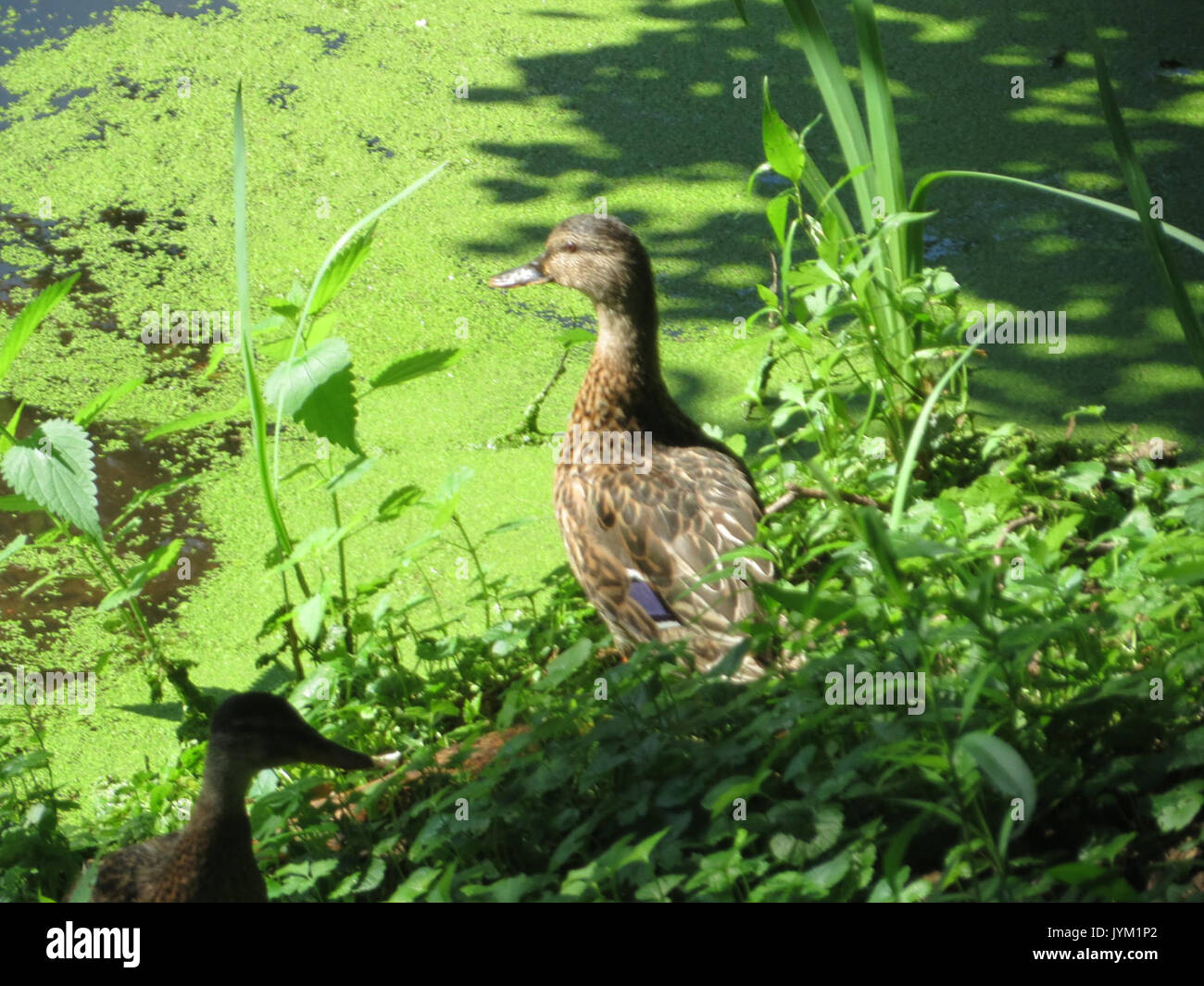 20170713Anas platyrhynchos Foto Stock