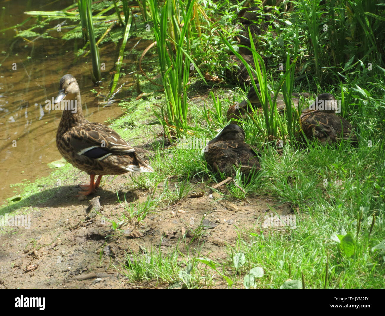 20170716Anas platyrhynchos1 Foto Stock