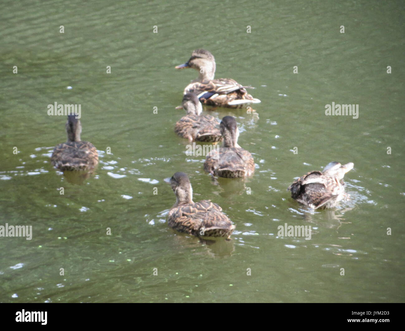 20170716Anas platyrhynchos3 Foto Stock