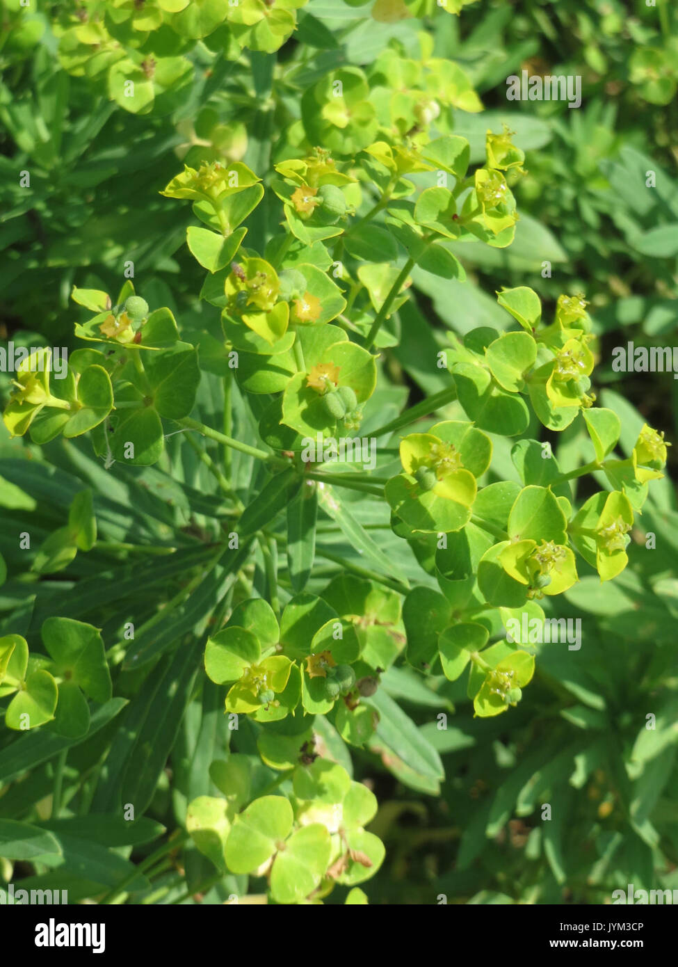 20170722Euphorbia esula3 Foto Stock
