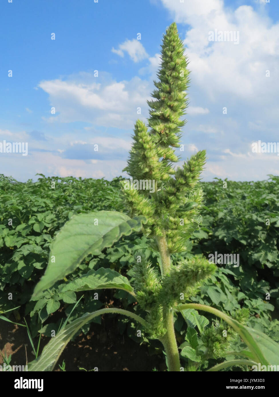 20170722Amaranthus retroflexus1 Foto Stock